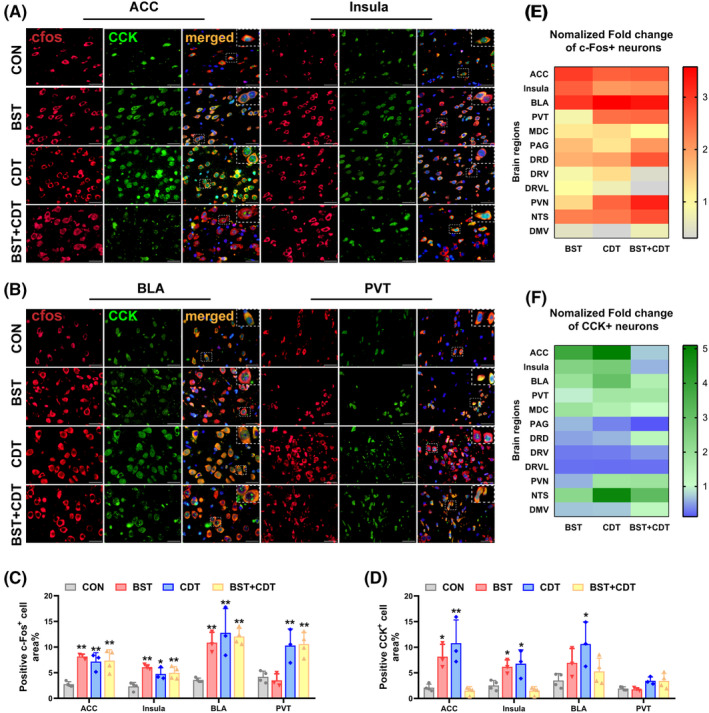 Nocebo nausea activated c‐Fos and CCK neurons in brain regions related to cognition and emotion. (A) Representative immunofluorescence staining showing increased positive c‐Fos (red) and CCK (green) neurons in ACC and insula. The nuclear translocation of CCK in ACC increased in the CDT and BST + CDT rats. Yellow and orange colors represent the colocalization of c‐Fos and CCK. The white box is an enlarged region. Scale bar = 20 μm. (B) Representative immunofluorescence staining showing increased positive c‐Fos (red) neurons in BLA and PVT. The nuclear translocation of CCK (green) in BLA increased in the BST and BST + CDT rat. Scale bar = 20 μm. (C) Quantification analysis of the area of positive c‐Fos neurons in the ACC, insula, BLA, and PVT; n = 3–4/group, one‐way ANOVA, F ACC (3, 10) = 10.76, p = 0.002, F insula (3, 10) = 9.581, p = 0.003, F BLA (3, 10) = 11.27, p = 0.002, and F PVT (3, 10) = 11.53, p = 0.001. (D) Quantification analysis of the area of positive CCK neurons in the ACC, insula, BLA, and PVT; n = 3–4/group, one‐way ANOVA, F ACC (3, 10) = 12.58, p = 0.001, F insula (3, 10) = 10.28, p = 0.002, and F BLA (3, 10) = 3.908, p = 0.044. (E) A heat map comparing the normalized fold change in the area of positive c‐Fos neurons in different brain regions. (F) A heat map comparing the normalized fold change in the area of positive CCK neurons in different brain regions. Data are presented as mean ± SEM; *p < 0.05, **p < 0.01, ***p < 0.001 vs. the CON group; ACC, anterior cingulate; ANOVA, analysis of variance; BLA, basalateral amygdala; BST, bystander; CCK, cholecystokinin; CDT, conditioning; CON, control; DMV, dorsal motor nucleus of the vagus; DRD, dorsal raphe nucleus‐dorsal part; DRV: dorsal raphe nucleus‐ventral part; DRVL: dorsal raphe nucleus‐ventrolateral part; MDC, mediodorsal thalamus‐central subnucleus; NTS, nucleus tractus solitarius; PAG, periaqueductal gray; PVN, hypothalamic paraventricular nucleus; PVT, thalamic paraventricular nucleus.