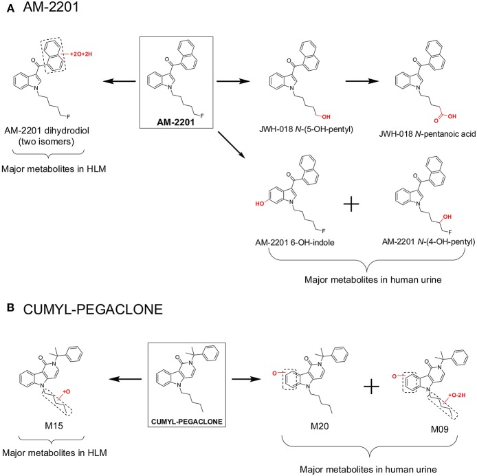 Major metabolites of AM-2201 (A) and CUMYL-PEGACLONE (B) following human liver microsomes (HLM) incubation and in human urine samples after suspected AM-2201 and CUMYL-PEGACLONE intake.
