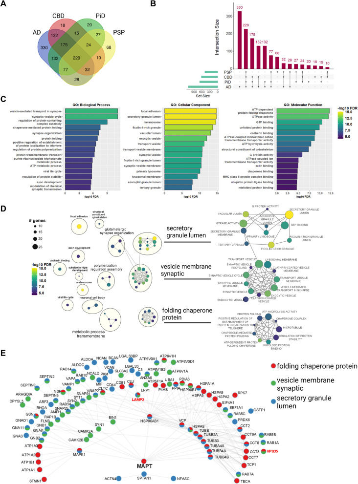 Overview of phospho-tau associated proteome across tauopathies. A Venn diagram for overlaps between the identified phospho-tau-associated proteins in tauopathies. B Upset plot for overlaps between the identified phospho-tau-associated proteins in tauopathies. C Top-15 terms from each GO category enriched in the set of phospho-tau associated proteins identified in all the tauopathies (229 proteins). D Enrichment Map network of top-50 GO terms enriched in the set of phospho-tau associated proteins identified in all the tauopathies (229 proteins). Clusters of nodes were annotated with the Autoannotate Cytoscape plugin. Color of the node represents false discovery rate (FDR), size of the node corresponds to the number of genes in GO terms. Right panel contains close-up on the largest clusters of the enriched GO terms. E STRING network of protein–protein interactions for proteins from “secretory granule lumen”, “vesicle membrane synaptic” and “folding chaperone protein” clusters of GO terms