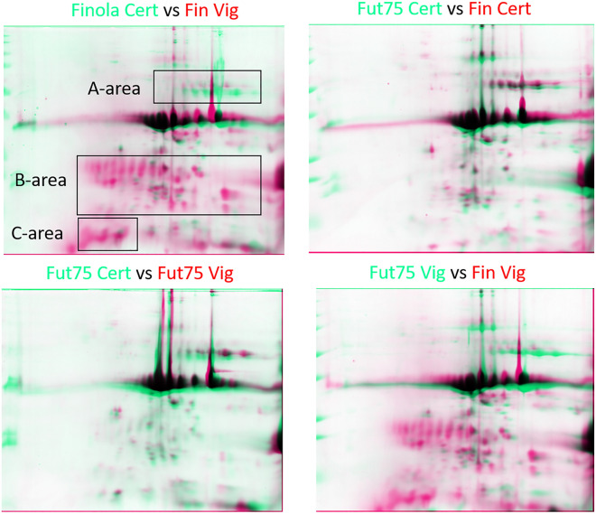 Overlapping images from 2D-gels of total protein extracts: certified and harvested seeds from the experimental field of Viganella, Finola and Futura 75 varieties. The three areas (A, B, C) define gel zones mainly affected by changes in protein distribution.