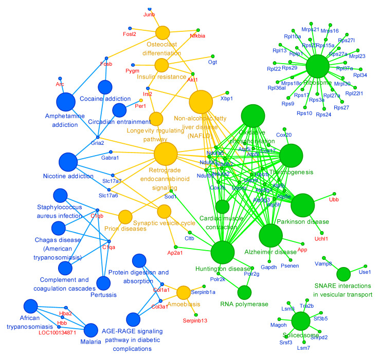 The interaction network between the striatum and the whisker follicle of methamphetamine self-administered rats. Blue color: A striatum-specific pathway (big circles) or genes (small circles), green color: a whisker follicle-specific pathway (big circles) or genes (small circles), and yellow color: the pathways or genes common for the two tissues.