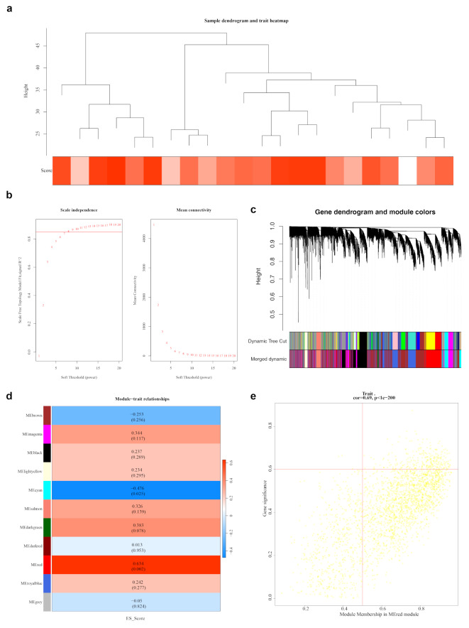 Construction and analysis of gene co-expression networks (a) Sample clustering situation: The branches in the figure represent samples, with the vertical axis indicating the height of hierarchical clustering. The clustering of the dataset samples appears to be relatively consistent. (b) Scale-free soft threshold distribution. A higher R2 value suggests the network approaches a scale-free distribution. In the right panel, the vertical axis represents the mean adjacency functions of all genes within the corresponding gene module. (c) Cluster dendrogram, module cluster tree: Genes are grouped into various modules using hierarchical clustering. Gray represents genes not assigned to any specific module. (d) Heatmap of the correlation between modules and ES scores. Each square indicates the correlation coefficient and significance p-value between the module and the ES score. Stronger positive correlations are indicated by red, while stronger negative correlations are indicated by purple. (e) Scatter plot of the association strength of the key module GS: The two red solid lines represent the thresholds for MM and GS