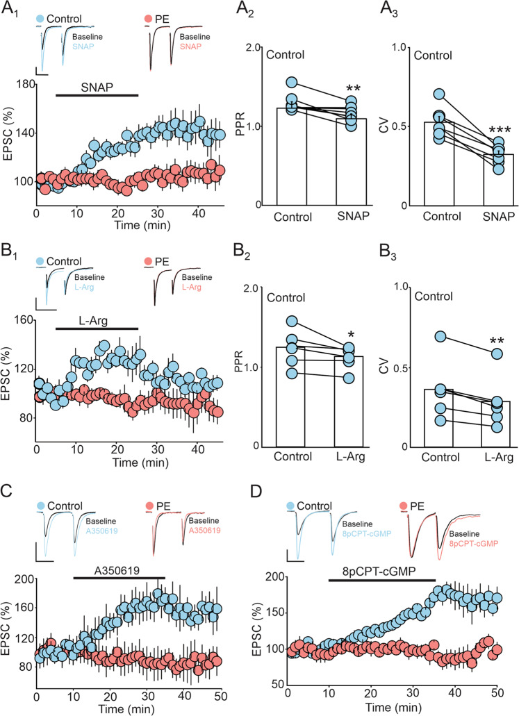 Prenatal ethanol exposure occludes the potentiation of DRn glutamate synapses induced by activation of NO/sGC/PKG pathway.A The potentiation of EPSCs amplitude induced by the NOS activator SNAP is blunted in PE rats. A1 Lower graph depicts a time-course summary of the potentiation of EPSC amplitude induced by SNAP (200 µM) in control (, n = 13, N = 6 from 3 litters, paired t-test: p < 0.01, vs baseline) and PE rats (, n = 11, N = 5 from 3 litters, paired t-test: p > 0.05, vs baseline). Upper panel illustrates representative EPSC traces taken before (1) and during SNAP application (2). Scale bars: 50pA, 10 ms. (A2 – A3) Summary graphs of the effect of SNAP (100 µM) on PPR (n = 11, N = 5 from 3 litters, paired t-test: p < 0.01, vs control) and CV (n = 11, N = 5 from 3 litters, paired t-test: p < 0.001, vs control) in control rats. Note that the SNAP-induced potentiation of EPSC amplitude in control rats is associated with reduction of both PPR and CV. (B) PE blocks the potentiation of EPSC amplitude induced by the NO precursor L-Arg. (B1) Lower panel illustrates a time-course summary of the potentiation of EPSC amplitude induce by L-Arg (100 µM) in control (, n = 6, N = 4 from 2 litters, paired t-test: p < 0.01, vs baseline) and PE (, n = 8, N = 4 from 2 litters, paired t-test: p > 0.05, vs baseline). Upper graph depicts superimposed sample EPSC traces collected before (1) and during L-Arg application (2). Scale bars: 50 pA, 20 ms. (B2 – B3) Summary graphs of the effect of L-Arg (100 µM) on PPR (n = 7, N = 4 from 2 litters, paired t-test: p < 0.05) and CV (n = 6, N = 4 from 2 litters, paired t-test: p < 0.01) in control rats. Note that the L-Arg-induced potentiation of EPSC amplitude in control rats is associated with a significant decrease in PPR and CV. (C) PE blocks the potentiation of EPSC amplitude induced by sGC activator. Lower panel is a time-course of the effect of sGC activator A350619 (100 µM) on the amplitude of EPSCs in control (, n = 8, N = 5 from 3 litters, paired t-test: p < 0.001, vs baseline) and PE (, n = 11, N = 5 from 3 litters, paired t-test: p > 0.05, vs baseline) rats. Upper graph depicts representative EPSC traces taken before (1) and during A350619 application (2) in control (left traces) and PE rats (right traces). Scale bars: 50 pA, 20 ms. (D) PE blocks the potentiation of EPSCs induced by direct activation of PKG. Lower panel is a time-course summary depicting the effect of PKG activator 8pCPT-cGMP (100 µM) on EPSC amplitude in control (, n = 7, N = 4 from 2 litters, paired t-test: p < 0.001, vs baseline) and PE rats (, n = 6, N = 4 from 2 litters, paired t-test: p > 0.05, vs baseline). Upper graph depicts representative EPSC traces taken before (1) and during 8pCPT-cGMP application (2) in control (left traces) and PE rats (right traces). Scale bars: 50 pA, 20 ms. n = number of cells, N = number of rats.