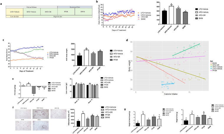 SR141716A causes transient reduction in diet intake and persistent weight loss when compared to vehicle-treated HFD fed control. (a) Diet-Induced Obesity (DIO) model was generated by feeding C57BL/6 J male mice with high-fat diet (HFD + Vehicle) whereas their lean, age-matched controls were fed low-fat diet (LFD + Vehicle). High Fat Diet-fed mice were treated with either SR141716A (10 mg/kg/day) (HFD + SR) or vehicle (0.1% Tween 80) (HFD + Vehicle) by daily oral gavage for 4 weeks starting at week 12. In order to assess the anti-inflammatory effect of SR141716A beyond its effect on calorie intake inhibition and weight loss in Diet-Induced Obesity (DIO) phenotype, pair-feeding was conducted in diet-intake matched controls (PFSR) and diet intake was adjusted in bodyweight-matched controls (BWM; n = 8–10 mice/group). (b) Daily energy intake during 4 week treatment with SR141716A in Diet-Induced Obesity (DIO) mice was recorded, Area Under the Curve (AUC) was calculated from the 5 replicated experiments. (c) Daily body weight of each group of mice is shown during the whole period of treatment; AUC was calculated from the 5 replicated experiments which were identical to the replicates in Fig. 1b. Area Under Curve (AUC) was calculated with Trapezoidal rule in R software. Generalized Estimating Equation (GEE) was performed to fit a repeated measurement logistic regression in SPSS. Data are shown as mean ± SD. Data with different superscript letters are significantly different (P < 0.05). (d) Pearson correlation between changes in body weight and caloric intake within different groups was assessed using R software. (e) Total fat mass gain and changes in lean mass was assessed at the baseline and after 4 weeks of treatment with Dual Energy X-ray absorptiometry (DEXA). Data are shown as mean ± SD. Data with different superscript letters are significantly different (P < 0.05). (f) The surface area of 100 adipocytes was determined and then averaged to represent mean adipocyte size for each mouse using ImageJ software (National Institutes of Health). Data are shown as mean \documentclass[12pt]{minimal} \usepackage{amsmath} \usepackage{wasysym} \usepackage{amsfonts} \usepackage{amssymb} \usepackage{amsbsy} \usepackage{mathrsfs} \usepackage{upgreek} \setlength{\oddsidemargin}{-69pt} \begin{document}$$\pm $$\end{document}± SD. Data with different superscript letters are significantly different (P < 0.05) according to post hoc ANOVA one-way statistical analysis. (n = 10). (g) Weights of fat pads and livers were assessed at the end of the treatment.