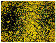 gels-10-00816-i001.jpg