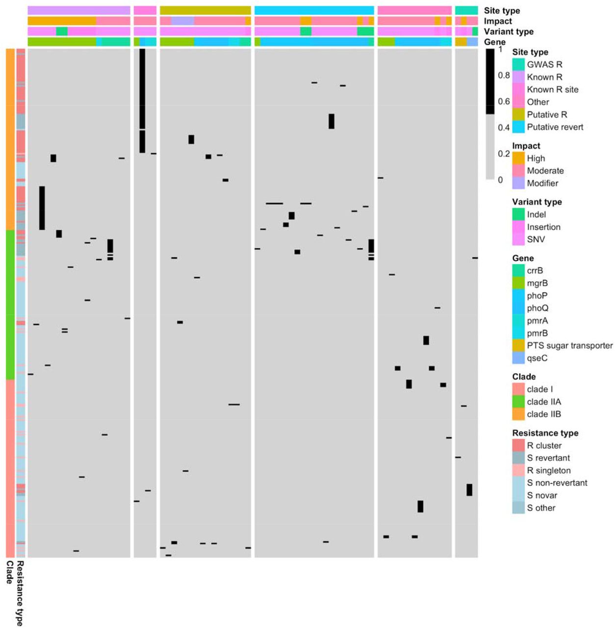 Putative resistance and suppressor variants in canonical and non-canonical resistance genes.Columns are variants and rows are isolates. All variants except the last panel are from canonical resistance genes. R=resistant, S=susceptible.
