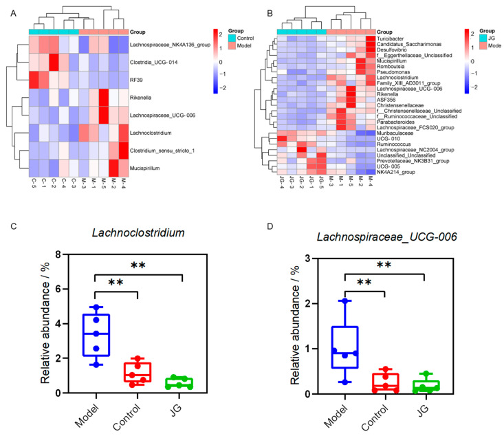 PTX and JG treatment altered the composition of gut microbiota at the genus level. (A) Heatmap indicating the significantly changed microbiota between the Model group and Control group. (B) Heatmap indicating the significantly changed microbiota between the JG treatment group and the Model group. (C) JG reversed the abundance of Lachnoclostridium changed in the Model group. (D) JG reversed the abundance of Lachnospiraceae_UCG-006 changed in the Model group. ** p < 0.01, vs. Model group.