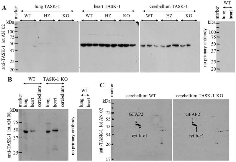 One-Dimensional (1-D) and Two-Dimensional (2-D) gel electrophoresis followed by anti-TASK-1 western blotting.(A) 1-D Gel electrophoresis followed by western blotting with anti-TASK-1 antibody lot AN 02. Immunoreactivity was prominent in the cerebellum and heart and was weak in lung extracts of TASK-1 wild-type (WT), heterozygous (HZ), and knockout (KO) mice. (B) 1-D Gel electrophoresis followed by western blotting with anti-TASK-1 antibody lot AN 08. Labelling with anti-TASK-1 antibody was detectable in lung and heart extracts of WT and KO animals, but was absent in the cerebellum of both mouse strains. Staining was absent in control without primary antibody. (C) 2-D Gel electrophoresis of the cerebellum of WT and TASK-1 KO mice followed by anti-TASK-1 western blotting. Comparable labelling patterns were present in samples of both mouse strains with anti-TASK-1 antibody lot AN 02. Immunoreactive spots were identified as glial fibrillary acidic protein isoform (GFAP2), and mitochondrial cytochrome b-c1 complex subunit 1 (cyt b-c1). Molecular weights (kDa) are presented on the left side of blots. The solid lines indicate assembled blots.