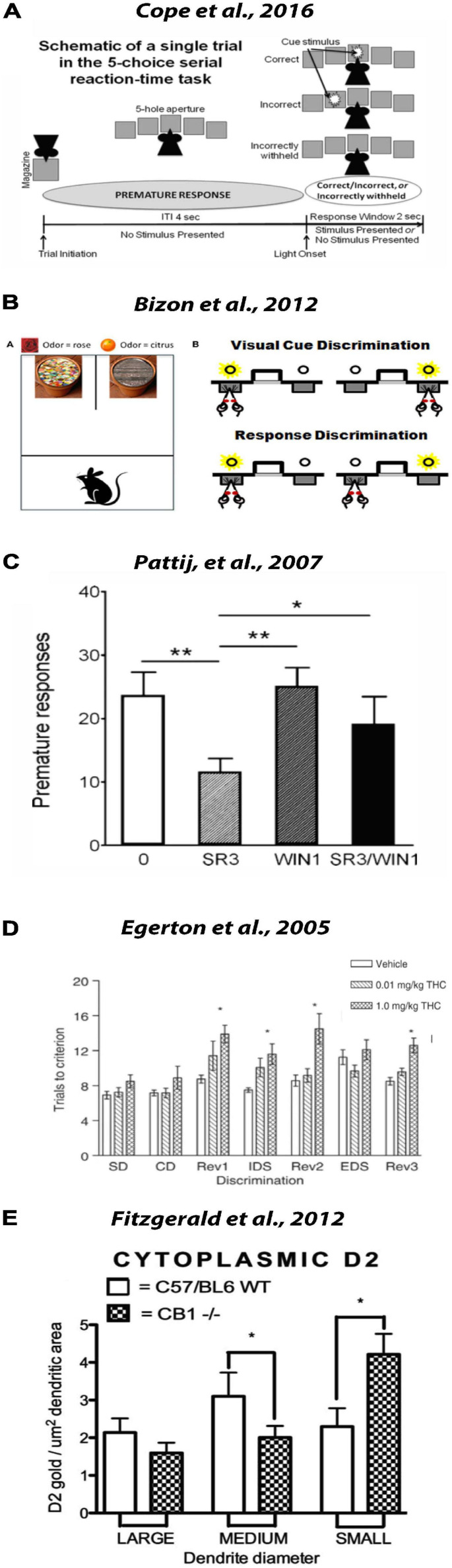 Cannabinoids modulate attentional processes. (A) Schematic of a single trial in the 5-choice serial reaction time task (5-CSRTT). Animals are trained to perform a nose poke when one of five cue lights is presented in any of the five nose-poke apertures following a fixed inter-trial interval (ITI), usually 4–6 s in length. Premature responses are tallied when made during this ITI. Responses made in one of the four nose pokes not illuminated is counted as an error of sustained attention. Reproduced from Cope et al. (2016). (B) Task schematics of two common set-shifting assessments for rodents. Panel (A) shows a schematic of the apparatus and examples of the stimuli used in the “dig” set-shifting task. Each pot has a unique odor (i.e., rose on left and citrus on right) and is filled with a unique digging medium (sequins on left, gravel on right). Only one stimulus feature is relevant to the location of a buried food reward in each phase of testing. Panel (B) shows a schematic of set-shift procedures performed in an operant version of the task. Rats are first trained to choose between two extended levers based on a light cue that is associated with one of the levers. After reaching criterion performance on that discrimination, there is an unsignaled change in rule and now the rat must ignore the light and choose levers based on their spatial location. Reproduced from Bizon et al. (2012). (C) Effect of CB1 antagonist/reverse agonist on impulsivity. Coadministration of WIN55,212-2 at 1.0 mg/kg (WIN1) prevents the effects of 3.0 mg/kg SR14716A (SR3) on inhibitory control in the 5-CSRTT. Reproduced from Pattij et al. (2007a). (D) Effect of acute THC administration on reversal learning. At 30 min before the start of the task, rats were administered vehicle, 0.01 mg/kg THC, or 1.0 mg/kg THC and the number of trials to reach criterion performance was recorded for a series of discriminations (SD, simple discrimination; CD, compound discrimination; Rev1,2,3, first, second, and third reversal stages; IDS, intradimensional shift; EDS, extradimensional shift). Animals in the 1 mg/kg THC treatment group exhibited marked deficits in performance at each of the reversal stages but not in the EDS stage. Reproduced from Egerton et al. (2005). (E) Altered compartmentalization of D2 immunogold stain in dendrites containing immunoperoxidase labeling for parvalbumin in the PL of the CB1–/– mice. Cluster analysis reveals a significant change in compartmental distribution of D2 immunogold in parvalbumin dendrites of CB1–/– mice. D2 immunogold density was assessed as particles of D2 immunogold/square μm dendritic area. In CB1–/– mice relative to CB1+/+ controls, a significant (p < 0.05) increase in D2 immunogold was observed in small dendrites, while a decrease in D2 immunogold per μm dendritic area was observed in medium parvalbumin dendrites in CB1–/– mice relative to controls. Reproduced from Fitzgerald et al. (2012). *p < 0.01; **p ≤ 0.001.