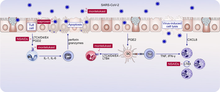 Non‐steroidal anti‐inflammatory drugs and leukotriene antagonists in SARS‐CoV‐2 infection. Increased levels of eicosanoids have been found in bronchoalveolar lavage fluid of patients with severe COVID‐19, with predominance of prostaglandins and thromboxane. There are strong grounds to explore eicosanoid inhibition as a potential therapeutic target in SARS‐CoV‐2 infections. Prostaglandins amplify innate immune responses to pathogen‐ and damage‐associated molecular patterns, enhance the cascade of proinflammatory cytokine release, activate Th1 and Th17 cells, and contribute to recruitment of macrophages and T cells. Moreover, studies in mouse adapted to SARS‐CoV‐2 infection showed that PGD2 inhibition protected from severe disease. Despite the initial mixed reports on the use of NSAIDs in COVID‐19, it has been concluded that these medications can be safely used to alleviate the symptoms of SARS‐CoV‐2 infection. This effect is attributed to the disruption of inflammatory circuits. Other effects of NSAIDs in COVID‐19 are being investigated, and preliminary studies suggest that a non‐selective NSAID naproxen could negatively influence SARS‐CoV‐2 replication. Furthermore, the efficacy of leukotriene antagonist montelukast is being evaluated in a series of clinical trials. The hypothesized mode of action in COVID‐19 includes inhibition of leukotriene signaling, as well as direct antiviral effect (damage to the viral lipid membrane and genome), as reported for other viruses