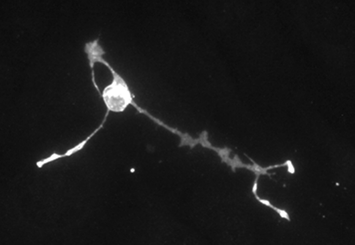 Endocannabinoids promote neurite outgrowth.
