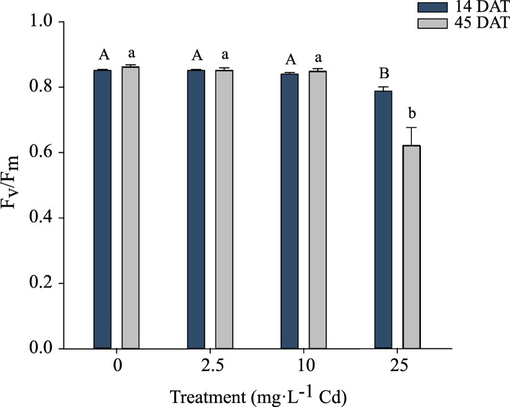 Maximum photochemical yield of Photosystem II (Fv/Fm) ± SE in hemp (Cannabis sativa L.) ‘Purple Tiger’ 14 and 45 d after treatment (DAT). Bars associated with the same letter(s) are not significantly different at P ≤ 0.05 according to Tukey’s HSD all pairwise comparison test.