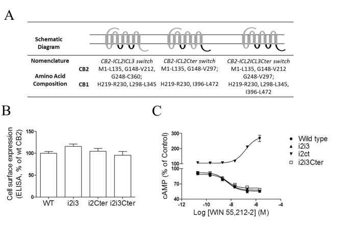 Effects of multi-domains in the CB2 receptor on Gs- and Gi-dependent signaling.(A) Schematic diagram of composition of CB2 chimeras with multi-domains substitution. The overall composition of individual cannabinoid receptor chimeras is shown schematically. Numbers indicate the amino acid residues corresponding to the parental cannabinoid receptors. The CB1 receptor sequence is shown in black, and the CB2 receptor sequence is in dark grey. (B) ELISA analysis of CB2 receptors expression. HEK293 cells were transiently transfected with Flag epitope-tagged receptors and the cell surface expression was measured by ELISA analysis, as described under Methods. The results represent the mean ± SEM of three independent experiments, each done in triplicate. (C) Effects of cAMP accumulation for multi-chimeric receptors upon agonist stimulation. For cAMP measurements, cells were incubated with 10 µM forskolin or with various concentrations of WIN55,212-2 plus 10 µM forskolin, except the chimera CB2-ICL2Cter in the absence of forskolin. For CB2-ICL2ICL3, CB2-ICL2ICL3Cter and CB2 wild-type, values are expressed as percentage of forskolin stimulation. For CB2-ICL2Cter, values are expressed as percentage of basal activity. i2i3, CB2-ICL2ICL3 chimera receptor; i2i3cter, CB2-ICL2ICL3Cter chimera receptor; i2Cter, CB2-ICL2Cter chimera receptor.