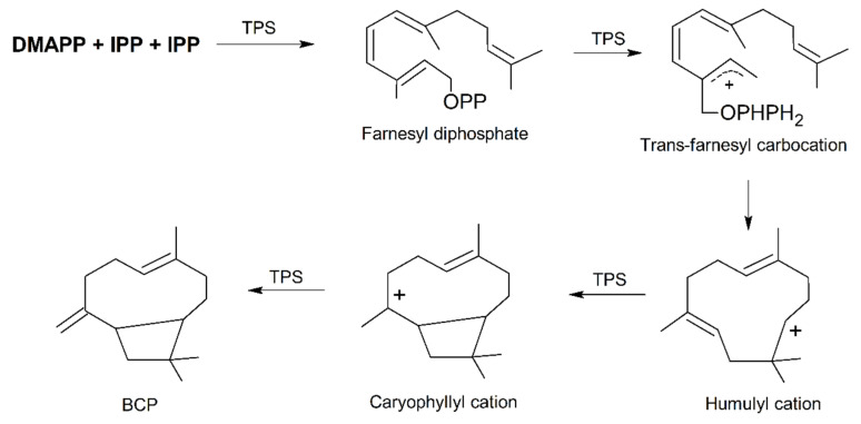 Simplified mechanism of the formation of (E)-β-caryophyllene (BCP) from DMAPP and IPP. Abbreviations: DMAPP, dimethylallyl diphosphate; IPP, isopentenyl diphosphate; TPS, terpene synthase. Modified from [36].