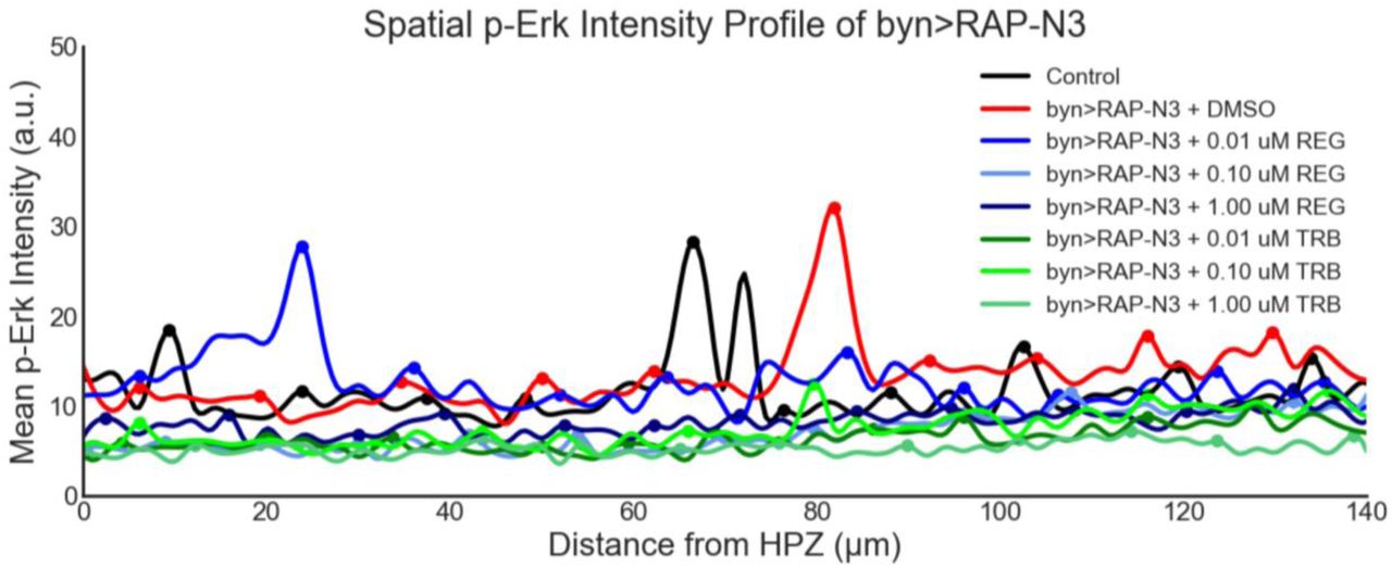 Spatial Intensity profile of phospho-ERK in regorafenib and trametinib fed byn > RAP-N3