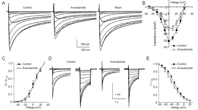 Inhibition of high voltage-activated Ca2+ currents (IHVA) in rat trigeminal ganglion neurons by exposure to anandamide (1 μmol/L) for 3 minutes.(A) IHVA reduced from −2.42 nA to −1.67 nA, returning to −2.29 nA after 3 minutes of washout. Traces were evoked by 450 ms step depolarization from −50 mV to 40 mV in 10 mV increments. (B) Current-voltage curve of IHVA. Anandamide perfusion for 3 minutes reduced the peak current in-tensity of IHVA from −51.50 ± 0.85 pA/pF to −32.73 ± 1.97 pA/pF (mean ± SEM, n = 8; paired t-test, anandamide, vs. control, P < 0.001). (C) As the amplitude of IHVA reduced, the activation curve was not affected. The Boltzmann function was fitted to the activation curve. Before and after 1 µmol/L anandamide application, V0.5 values were −3.73 ± 4.36 mV and −6.47 ± 3.02 mV, respectively (n = 7, paired t-test, P > 0.05), and k values (slope) were 8.74 ± 0.75 and 10.10 ± 0.58, respectively (n = 7, paired t-test, P > 0.05). (D) Effect of 1 µmol/L anandamide on the h-infinity curve. The steady-state inactivation-voltage protocol consisted of 3 seconds of preconditioned pulses ranging from −80 mV to 20 mV followed by a 200 ms test pulse depolarizing to 20 mV. (E) Anandamide hyperpolarization shifted the h-infinity curve. After fitting the Boltzmann function, V0.5 values were −30.93 ± 2.75 mV and −45.32 ± 5.61 mV (n = 8, paired t-test, P < 0.05), and k values were −15.78 ± 1.33 and −15.85 ± 2.58 (n = 8, paired t-test, P > 0.05) before and after anandamide administration. s: Second.