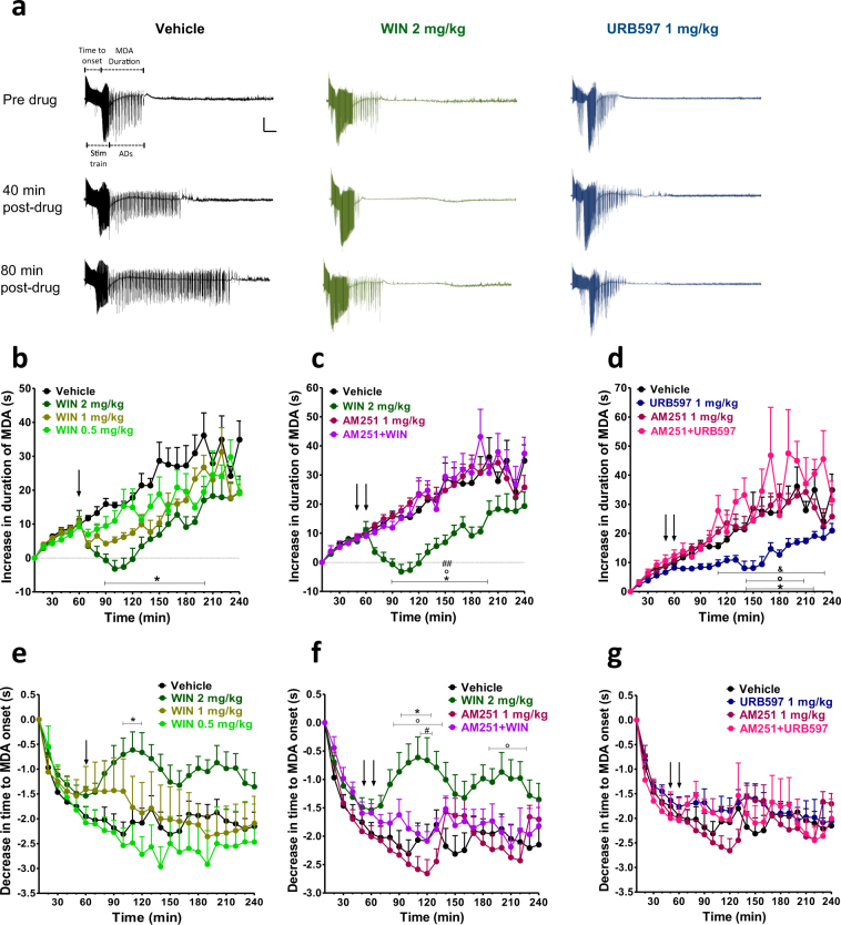 Maximal dentate activation (MDA) after perforant path (PP) stimulation. (a) Extracellular field potential recordings from dentate gyrus (DG) of vehicle, WIN55,212-2 (WIN) and URB597 treated rats. Scale bar = 6 mV and 5 s. WIN dose-dependently prevented the progressive increase of MDA duration over time and the progressive increase of the time to MDA onset (b, e), while URB597 significantly affected the increase of MDA duration with no effect on the time to MDA onset (d, g). Administration of the CB1 receptor antagonist AM251 prevented the effects of WIN and URB597 (c, d, f and g). The duration and time to onset of MDA were measured for each stimulus train. These values were then normalized, averaged and plotted ( ± SEM) against stimulus number. Drugs were administered i.p. at the arrows. The first arrow refers to AM251 injection or his vehicle, the second arrow refers to either WIN or URB597 administrations or their vehicle. *p < 0.05 vs vehicle; °p < 0.05 vs AM251; #p < 0.05, ##p < 0.01 vs AM251 + WIN; & p < 0.05 vs AM251 + URB597, n = 5–12 per group.