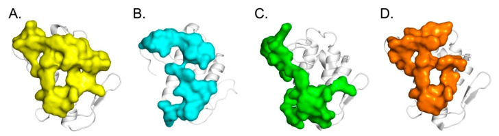 Functional sites of CB, a basal platform for protein-protein interaction. (A) CA-binding site identified by crystallography (in yellow) [27], (B) CBd-CBd dimer site identified by crystallography (present study, in blue), (C) hFXa-binding site generated by molecular docking (in green) [19] and (D) ΔF508-NBD1-binding site identified by molecular docking and HDX-MS experiments (in orange) [20].