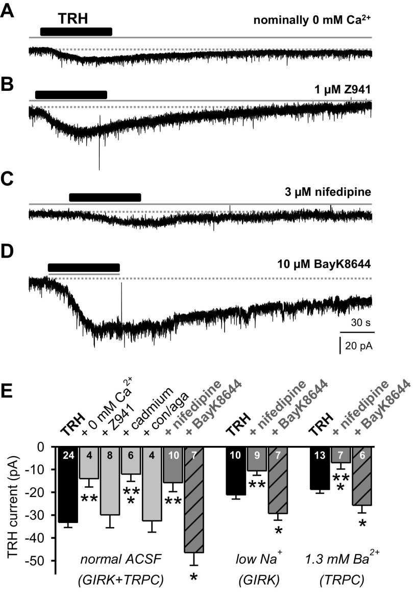 Activation of L-type Ca2+ channels is essential for the coupling of TRH receptor to both G protein-coupled inwardly rectifying K (GIRK)- and transient receptor potential canonical (TRPC)-like channels. Sample voltage-clamp traces done in the presence of 1 μM tetrodotoxin (TTX). A: typical trace showing reduced response to bath-applied TRH (100 nM for 60 s) in ACSF with nominally 0 mM Ca2+ (for 15 min). B: trace from another PVT neuron illustrates normal response to TRH in the presence of T-type Ca2+ channel blocker Z941 (1 μM for 10 min). C: trace from another PVT neuron to illustrate a reduced TRH-induced inward current in the presence of L-type Ca2+ channel blocker nifedipine (3 μM for 10 min). D: trace exhibiting both enhanced amplitude and duration of TRH-induced inward current during coadministration of L-type Ca2+ channel agonist BayK8644 (10 μM). E: summary histogram (number reflects cells tested in each condition) illustrates TRH-induced inward current either alone (100 nM; black bars) and when applied in ACSF with nominally 0 mM Ca2+, Z941 (1 μM), cadmium (100 μM for 10 min), ω-conotoxin GVIA (400 nM) and ω-Agatoxin IVA (con/aga; 200 nM), nifedipine (3 μM), and BayK8644 (10 μM). Note that TRH (black bars) or TRH in the presence of either nifedipine (dark gray bars) or BayK8644 (dark gray patterned bars) was applied in three different external media: control ACSF (expressing GIRK+TRPC currents), ACSF where NaCl was replaced with Tris-Cl to isolate GIRK-like channels (low Na+-GIRK), and ACSF with 1.3 mM Ba2+ to isolate TRPC-like channels (1.3 mM Ba2+-TRPC). Data are expressed as means ± SE. *P < 0.05; **P < 0.01; ***P < 0.001.