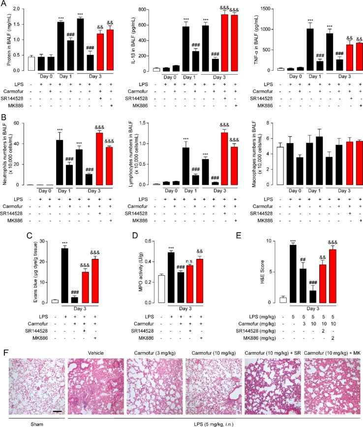 Carmofur ameliorated LPS-induced lung injury and promotes lung recovery. (A) Total protein, IL-1β, and TNF-α concentrations in BALF in ALI mice. (B) Immune cells in BALF were counted and differentially analyzed by using cytospin and Wright–Giemsa staining. Evans blue extravasations (C) and myeloperoxidase (MPO) activities (D) in lungs of LPS-induced ALI mice treated with carmofur (10 mg/kg, orally) or their vehicle. (E and F) Representative H&E-stained lung sections of sham mice, and vehicle-, carmofur (3 and 10 mg/kg, orally)-, SR144528 (2 mg/kg, i.p.)-, and MK886 (2 mg/kg, i.p.)-treated ALI mice sacrificed 3 days after LPS (5 mg/kg, i.n.). Results are expressed as mean ± SEM (n = 8 mice per group). **P < 0.01; ***P < 0.001 vs. sham. ## P < 0.01; ### P < 0.001 vs. LPS + vehicle. && P < 0.01; &&& P < 0.001 vs. LPS + carmofur (10 µM) by one-way ANOVA test.
