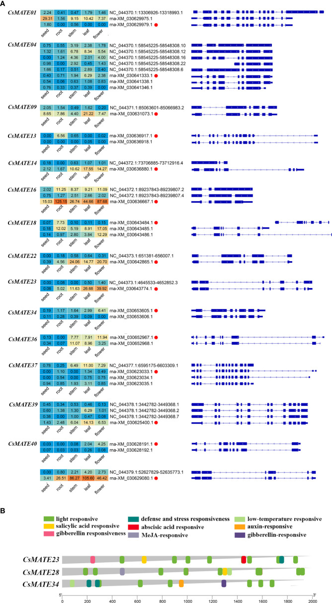Expression of alternative splicing isoforms (A) and cis-acting elements in CsMATEs (B). Red dots, alternative splicing isoform used for analysis in this study. Heatmap was configured using PFKM value. Length of gene promoters in bp.