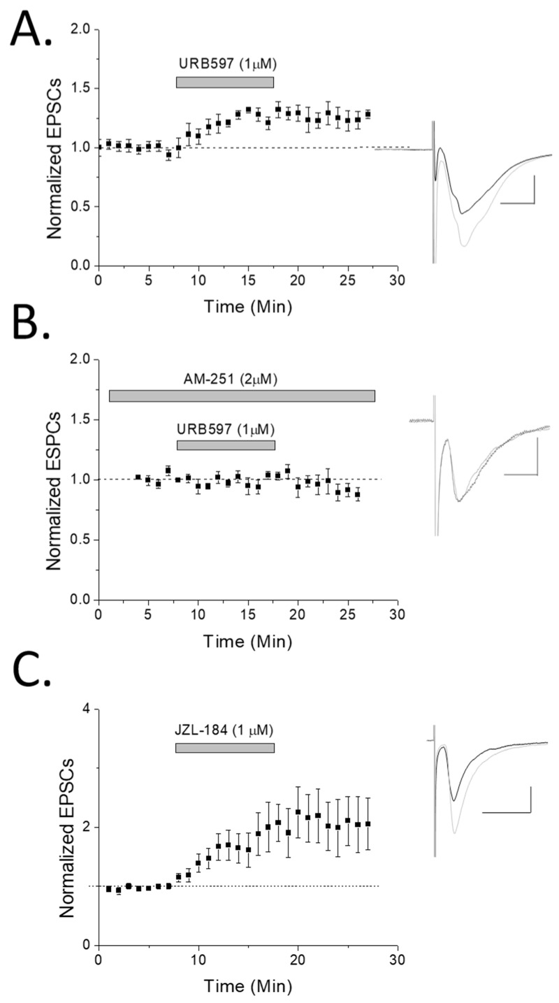 Fatty acid amide hydrolase (FAAH) inhibition potentiates rat hippocampal oriens interneurons in a CB1-dependent manner. (A) Stratum oriens interneurons were patched (n = 8) in whole cell voltage-clamp mode and recorded while the enzyme FAAH was inhibited by URB-597 (1 µM). A significant (p < 0.05; ANOVA) potentiating effect was observed, suggesting a role of anandamide in oriens synaptic plasticity. (B) CB1 antagonist AM-251 significantly blocked FAAH-induced potentiation (n = 7; p < 0.05; t test, comparing URB-597 to URB-597 + AM-251). (C) The monoacylglycerol lipase (MAG lipase) inhibitor, JZL184 (1 µM), used to prevent degradation of 2-AG also resulted in significant (p < 0.05; ANOVA; n = 5) enhancement of EPSC responses (individual cells were examined for significance in their potentiation by ANOVA and included if significant). Note that of the six significantly potentiating cells (of nine recorded from), four were confirmed SOM+ by posthoc PCR analysis while two were unclassifiable. Inset: traces were taken of 10–12 sweeps just before HFS (black) or ~15 min post-drug application (light gray).