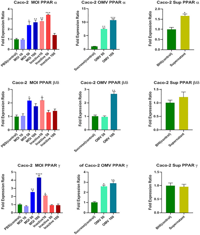 Effects of active and inactive A.muciniphila (at MOIs of 10, 50, and 100), its derived OMVs (50 and 100 μg/mL) and 7% (v/v [medium/cell-free supernatant]) cell free supernatant on the expression of PPARS (α, β/δ, and ϒ) genes in Caco-2 cells. Significancy is evaluated in comparison with control. Data are shown as the mean ± SEM. (*) and (#) represent significant increase and decrease, respectively.*P < 0.05, **P < 0.01, ***P < 0.001, and ****P < 0.0001 by one-way ANOVA and t-test statistical analysis. MOI: multiplicity of infection, OMV: outer membrane vesicle, Sup: supernatant.