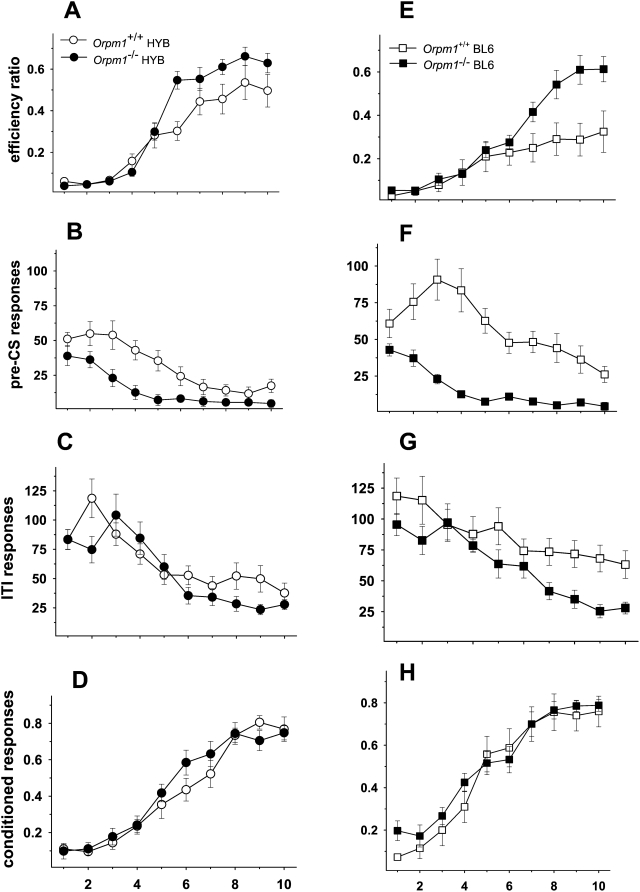 Oprm1 −/− mice perform better in the signaled nose poke task.Performance on Phase 4 of the signaled nose poke task for mu-opioid receptor knockout mice and their wild-type controls on a HYB (A–D) and BL6 (E–H) backgrounds. A and E: Efficiency ratios (rewards/nose pokes) increased across sessions with Oprm1 −/− mice on both genetic backgrounds performing significantly better than wild-type controls. Mice lacking the Oprm1 gene exhibited lower levels of responding throughout Phase 4 testing; this phenotypic difference was most apparent during the pre-CS period (Fig. 2B and 2F), when animals must learn to inhibit responding in order to maximize the number of rewards earned. C and G: Responses on the rewarded side during the 20-s inter-trial interval (ITI) decreased across sessions with lower overall responses in the Oprm1−/− groups and in the HYB strain. D and H: Conditioned responding (rewards/signals) increased across sessions with no genotype or background differences. Oprm1 +/+ HYB, n = 11; Oprm1 +/+ BL6, n = 12; Oprm1 −/− HYB, n = 10; Oprm1 −/− BL6, n = 11.