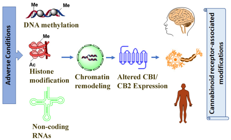 Epigenetic mechanisms epitomize important gene–environment relation mediators behind many human disorders’ pathogenesis. Various adverse conditions such as drug abuse, including alcohol, cannabinoids, and adverse developmental conditions may potentially affect the expression of genes such as cannabinoid receptors, causing the altered functions, at least through epigenetic modifications.
