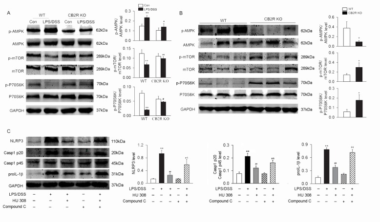 AMPK-mTOR-P70S6K signaling cascades are involved in the regulation of CB2R on autophagy both in intro and in vivo.Peritoneal macrophages from WT and CB2R KO mice were isolated and primed with LPS (10 ng/ml) for 1 h, and then were stimulated with 3% DSS. Colon tissues were isolated from mice at day 8 after DSS-induced colitis. The expression of p-AMPK/AMPK, p-mTOR/mTOR and p-P70S6K/P70S6K in macrophages and colon tissues were analyzed using Western blot. (A) In colon from DSS-induced colitis mice, the level of p-AMPK was decreased and the levels of p-mTOR and p-P70S6K were increased in CB2R KO mice when compared with those from WT mice. n = 6 per group. *P<0.05 vs. control. (B) Compared to WT macrophages, the level of p-AMPK was decreased and the level of p-mTOR and p-P70S6K were increased in CB2R KO group after LPS/DSS stimulation. n = 6 per group. **P<0.01 vs. control; #P<0.05 vs. WT, ##P<0.01 vs. WT. (C) In peritoneal macrophages isolated from C57BL/6 mice, HU 308 decreased the levels of NLRP3, Casp-1 p20/Casp-1 p45 ratio and proIL-1β induced by LPS/DSS. Compound C, an inhibitor of AMPK, partly blocked the inhibitory effects of HU 308 on NLRP3, Casp-1 p20/Casp-1 p45 ratio and proIL-1β.