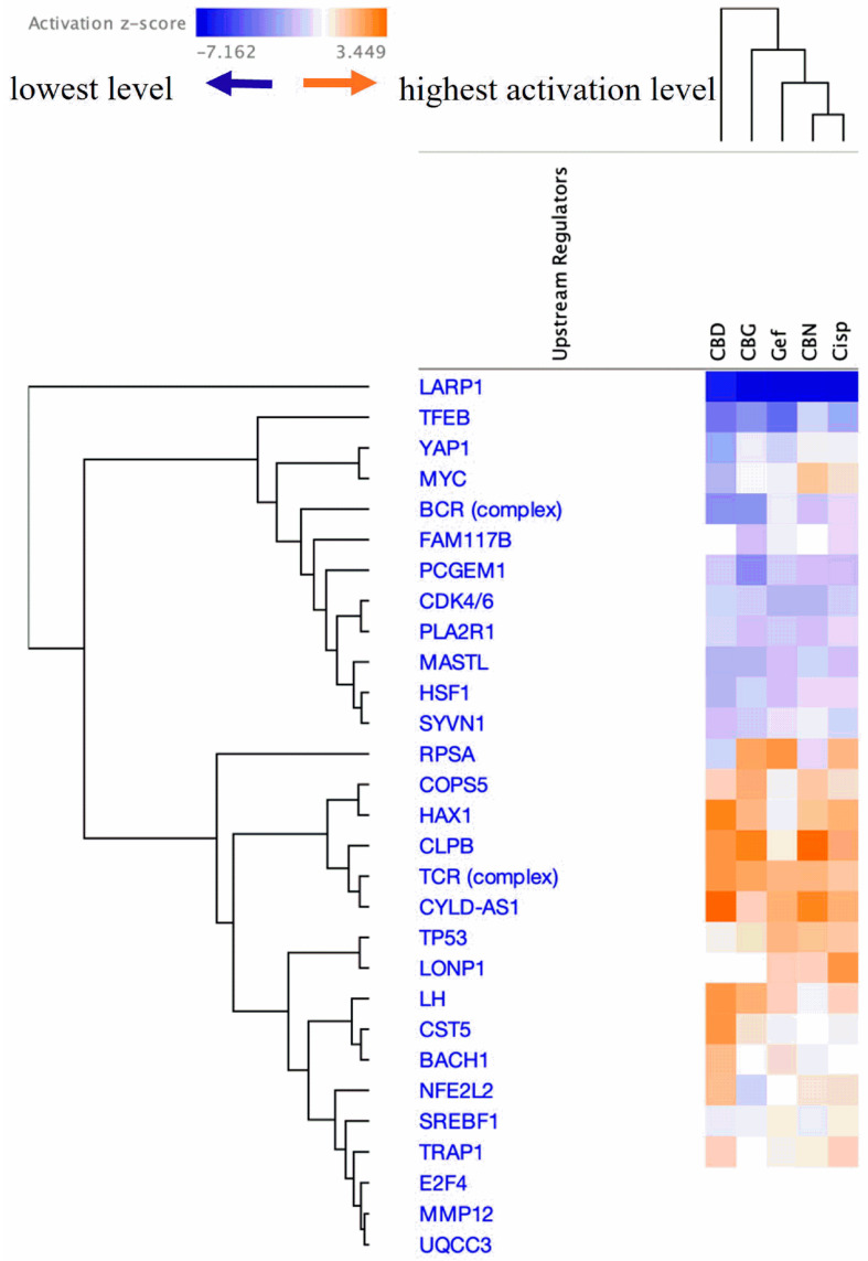 Prediction of upstream protein regulators in KKU-452 cells following treatment with CBD, CBG, CBN, cisplatin, and gefitinib. Predicted activation or inhibition of upstream protein regulators is represented by positive or negative z-scores, respectively. The heatmap highlights the top six proteins most impacted by these treatments.