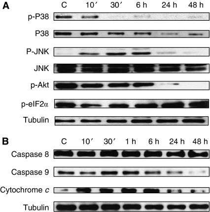Signalling mechanisms activated by JWH-015 in prostate PC-3 cells. Cells were incubated with 10 μM JWH-015 for different times. (A) Phosphorylation levels of p38, JNK, Akt and eIF2α were measured by western blot. (B) Levels of pro-caspase 8, pro-caspase 9 and cytochrome c in the cell cytosol were detected by western blot. Figure shows a representative image of the other three experiments. Tubulin levels are shown as loading control.