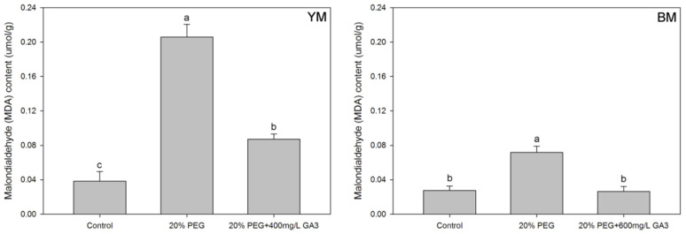Effects of seed pre-treatment by GA3 on the malondialdehyde (MDA) content in hemp seedlings under 20% PEG condition. Different lowercases above the bars show significant difference between treatments (p < 0.05). YM: industrial hemp cultivars ‘Yunma 1’; BM: industrial hemp cultivars ‘Bamahuoma’; Control: normal germination with no drought.
