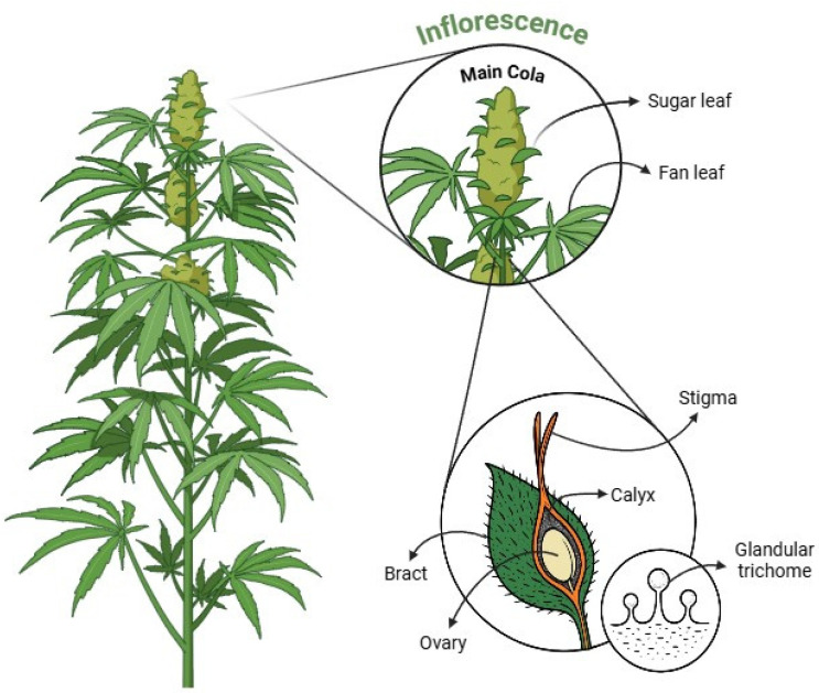 Illustration of cannabis’ anatomy highlighting anatomical regions for trichome identification, including main cola, sugar leaves, fan leaves, bracts, stigma, ovary, calyx, and trichomes. The figure was created using BioRender (https://BioRender.com, accessed 12 April 2025).