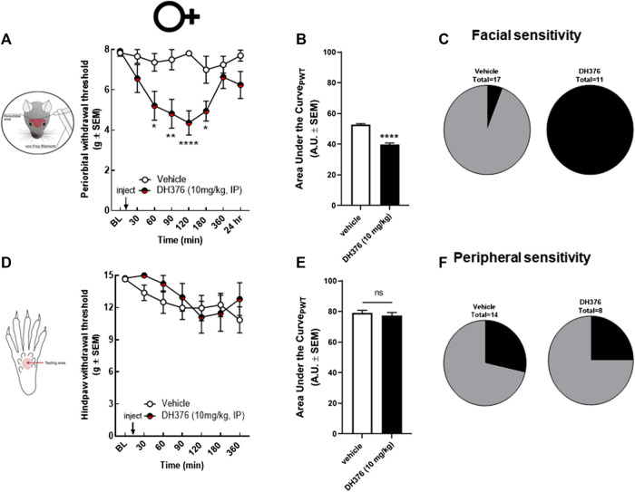 Non-selective inhibition of DAGL induced periorbital but not peripheral mechanical allodynia in female rats. Intraperitoneal injection of DH376 (10 mg/kg, IP) significantly decreased periorbital withdrawal threshold (A) at 60, 90, 120, and 180 min post-injection compared to vehicle-treated controls. Data are expressed mean ± SEM (n = 11–17/group), analyzed by two-way ANOVA, *p < 0.05, **p < 0.01, ****p < 0.0001. Hind-paw withdrawal thresholds after injection of DH376 were not significantly different compared to vehicle-treated controls (D). Data are expressed mean ± SEM (n = 8–14), analyzed by two-way ANOVA, ns, non-significant. The area under the curve for the corresponding time-course experiments (B,E), assessed by Student’s t-test, ****p < 0.0001, ns, non-significant. The percentage of animals in vehicle-, and in DAGL-inhibitor treated groups, showing facial (C) and peripheral (F) sensitivity, as defined FWT < 6 g at two consecutive time-points in facial area.