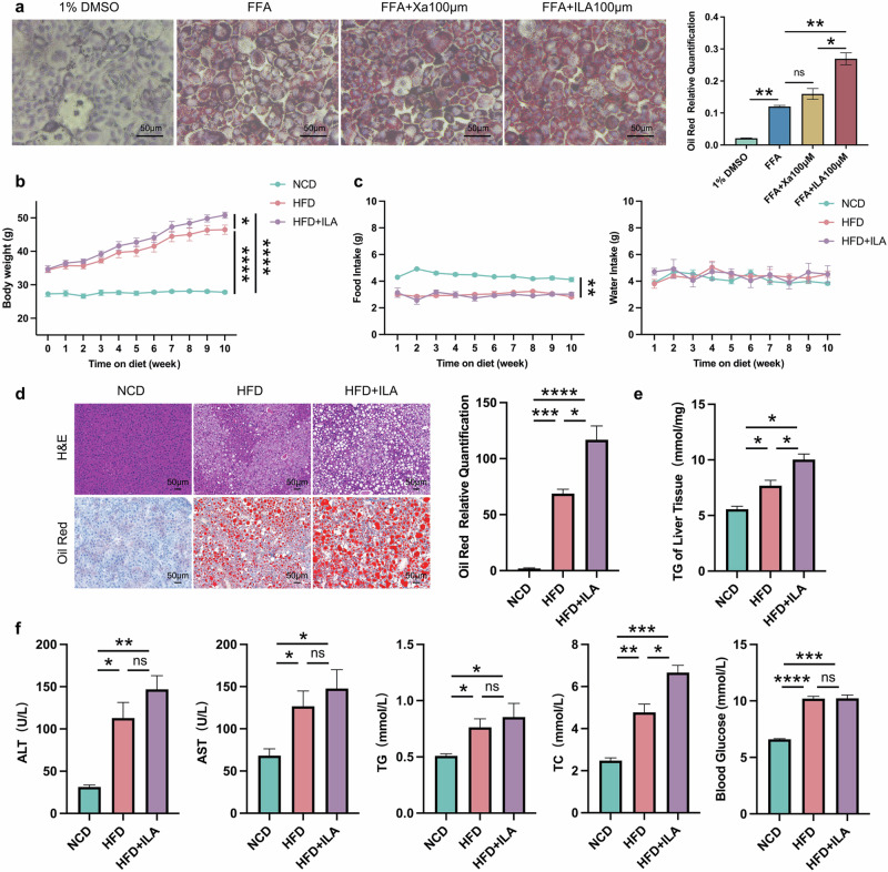 The disordered tryptophan metabolites indole-3-lactic acid aggravates lipid deposition.a AML12 hepatocytes were pre-treated with 1% DMSO, Xa or ILA and then exposed or not to FFA. The representative images (400×) of Oil red O staining and the morphometric analysis for quantification. b The body weight of WT mice with NCD and WT NAFLD model mice treated or not with ILA throughout the experimental period was recorded. c The food intake and water intake. d The representative images (200×) of H&E or Oil red O staining, and the morphometric analysis of Oil red O staining for quantification. e The comparison of liver homogenete levels of TG. f The comparison of serum levels of transaminases (ALT, AST) and lipid parameters (TG, TC), and blood glucose between WT mice with NCD and WT NAFLD model mice treated or not with ILA. Note: Data were given as mean ± SEM. n: (a), n = 3 per group; (b), NCD and HFD + ILA, n = 4 and HFD, n = 3; (c–f), n = 3 per group. *P < 0.05; **P < 0.01; ***P < 0.001; ****P < 0.0001; ns no significance. FFA free fatty acid (a mixture of oleic acid and palmitic acid), DMSO dimethyl sulfoxide.