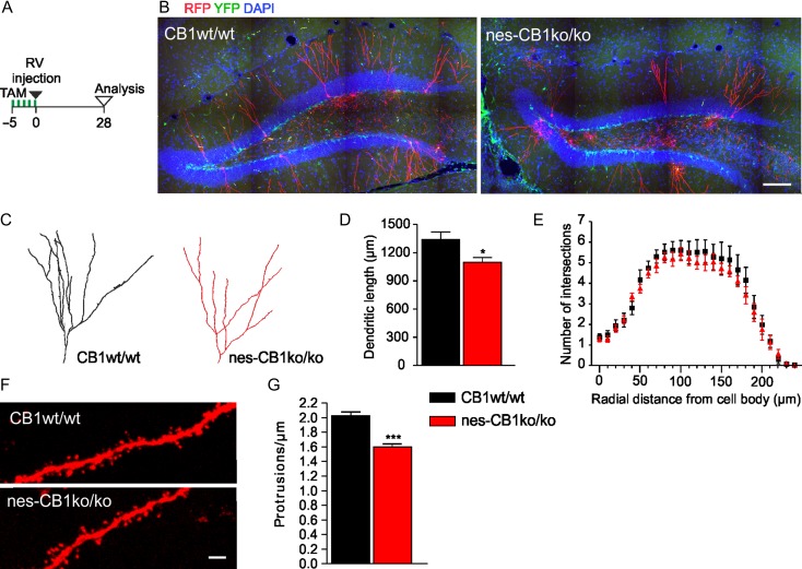 (A) Timeline showing the experimental paradigm used for retroviral injections into TAM-induced nes-CB1ko/ko and control mice. (B) Representative micrograph depicting recombined YFP cells and retrovirally-labeled RFP newborn neurons in the hippocampus in CB1wt/wt and nes-CB1ko/ko mice. (C) Maximum intensity projection of a three-dimensionally traced neuron in CB1wt/wt and nes-CB1ko/ko animals. (D) Histogram showing significantly reduced dendritic length of traced neurons in nes-CB1ko/ko mice as compared to CB1wt/wt control (n = 23 neurons; six animals per genotype); *P < 0.05, two-tailed unpaired Student’s t-test. (E) Sholl analysis shows no alterations in number of intersections of dendritic arbors. Data represent mean ± SEM. Scale bar, 100 μm. (F) Exemplary micrographs showing dendritic filaments of retrovirally RFP-labeled newborn neurons in CB1wt/wt and nes-CB1ko/ko mice. Scale bar, 2 μm. (G) Graph depicting the quantification of protrusions in dendritic segments (n = 21 segments; four mice). The density of dendritic spines is expressed as protrusions per micrometer dendritic length; ***P < 0.0001, two-tailed unpaired Student’s t-test.