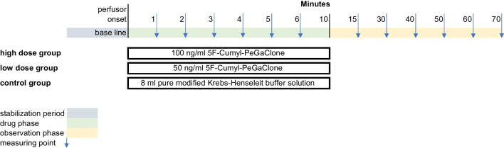 Study protocol of the experiments with the isolated perfused Langendorff heart