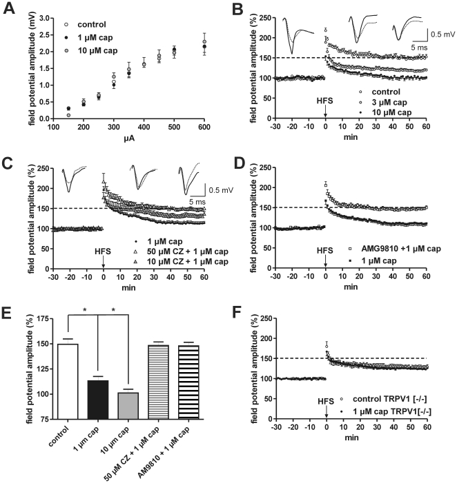 The capsaicin-induced reduction of LTP recorded in horizontal slices is blocked by TRPV1 antagonists and is absent in TRPV1 deficient mice.(A) Input-output curves as evoked by single stimuli applied at EC fibers. Drug-free control recordings (n = 15) did not differ from recordings made in capsaicin-treated slices (1 µM cap: n = 15; 10 µM cap: n = 8). (B) EC stimulation caused a stable LA-LTP in horizontal slices derived from adult male mice. Bath-applied capsaicin (cap) induced a dose-dependent reduction in the magnitude of LA-LTP. Data points represent averaged amplitudes (mean ± SEM) normalized with respect to baseline values. Representative traces were recorded 5 min prior to tetanus (dashed lines) and 60 min after tetanus (solid lines). (C) Capsazepine completely blocks the capsaicin-induced reduction of LTP only at a concentration of 50 µM. (D) The capsaicin-induced reduction of LA-LTP could be also blocked by the specific TRPV1 antagonist AMG9810. (E) Bar histogram of data points averaged 57 to 60 min after HFS and normalized with respect to baseline (mean ± SEM). Significant differences are indicated. *p<0.05. (F) In TRPV1−/− mice the inhibitory effect of 1 µM capsaicin was absent. HFS: high-frequency stimulation.