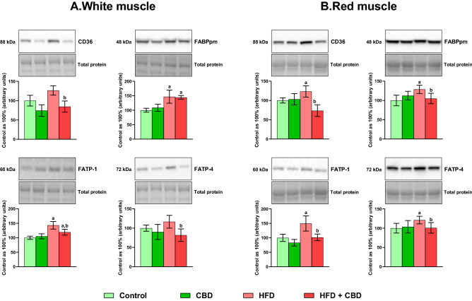 The total expression of proteins involved in fatty acid uptake: fatty acid translocase (CD36), fatty acid binding protein (FABPpm) and fatty acid transport protein 1 and 4 (FATP-1 and -4), in the white and red gastrocnemius muscle. The total expressions of the abovementioned proteins are presented as percentage differences compared to the control group which was set as 100%. The data are expressed as mean values ± SD, n = 6 in each group; ap < 0.05 indicates a significant difference: the control group vs. the examined group; bp < 0.05 indicates a significant difference: HFD vs. HFD + CBD.