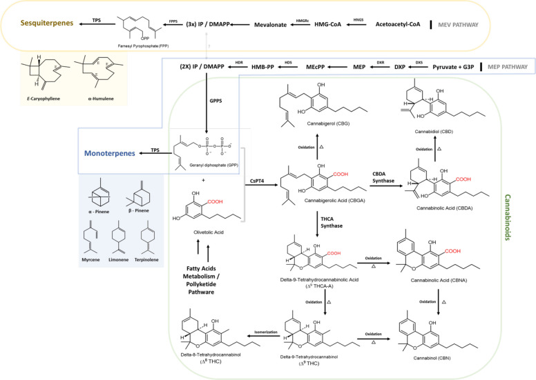Integrated biosynthetic network of terpenoids and major acidic cannabinoids in Cannabis sativa. Plastidial MEP pathway–derived geranyl diphosphate (GPP) is partitioned between monoterpene biosynthesis (α-pinene, β-pinene, myrcene, limonene, terpinolene) and CsPT4-mediated prenylation of olivetolic acid to form cannabigerolic acid (CBGA), the central precursor of the principal acidic cannabinoids (e.g., THCA, s, CBCA), whereas cytosolic MEV pathway intermediates give rise to sesquiterpenes such as β-caryophyllene and α-humulene; a putative metabolic crosstalk between the MEV and MEP pathways is indicated. Legends: MEV, mevalonate pathway; MEP, methylerythritol phosphate pathway; CsPT4, C. sativa prenyltransferase 4; GPP, geranyl diphosphate; CBGA, cannabigerolic acid; IP, isopentenyl pyrophosphate; DMAP, dimethylallyl pyrophosphate.? – The dynamics of IP/DMAP availability at the interface of the cannabinoid and terpenoid biosynthetic pathways remains partially elucidated