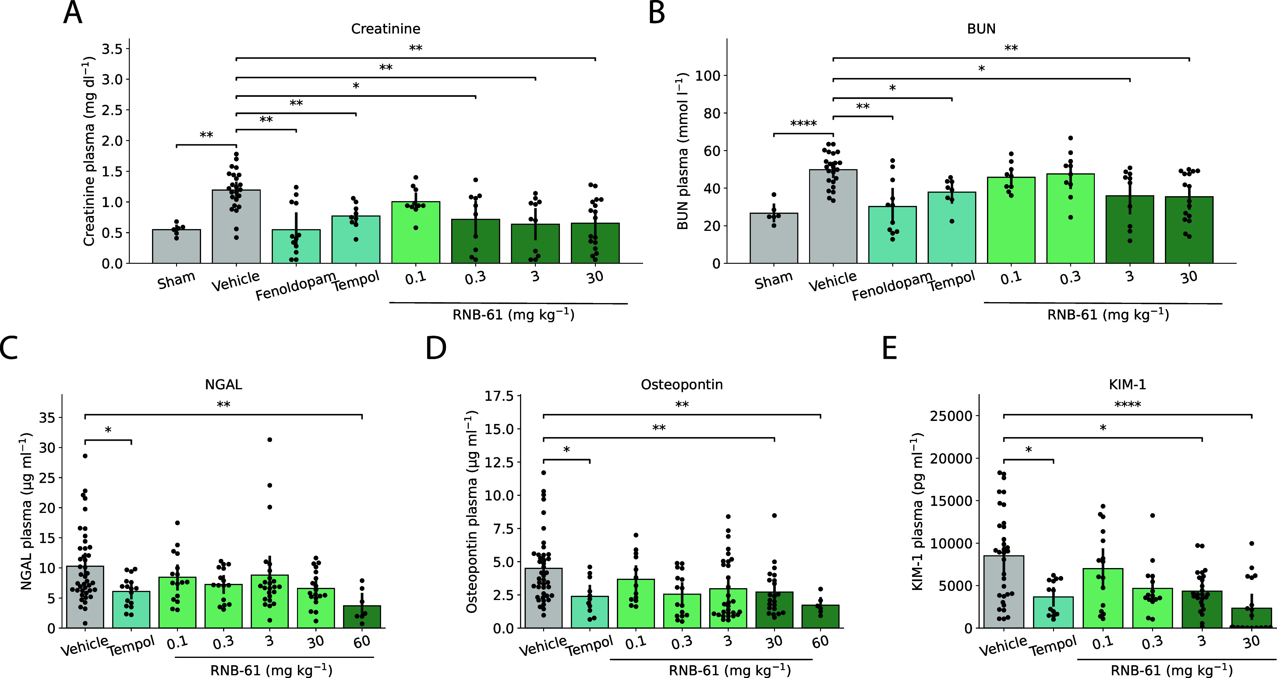 RNB-61 attenuates acute kidney dysfunction and injury markers induced by renal ischemia/reperfusion (I/R) in mice. (A) The administration of various concentrations of RNB-61 alleviated I/R induced plasma creatinine levels comparable to the positive control, fenoldopam (20 mg kg –1) (n = 6, 24, 12, 9, 10, 10, 12, and 17 for sham, vehicle, fenoldopam, tempol, and 0.1, 0.3, 3, and 30 mg kg–1RNB-61, respectively). Statistical significance was determined using Mann–Whitney tests with Bonferroni correction. No significant difference was observed at 0.1 mg kg–1 dose for RNB-61. (B) For the same animals as depicted in panel (B), plasma BUN levels were measured. (C–E) For the same animals, three AKI biomarkers was also quantified (NGAL, Osteopontin, KIM-1).