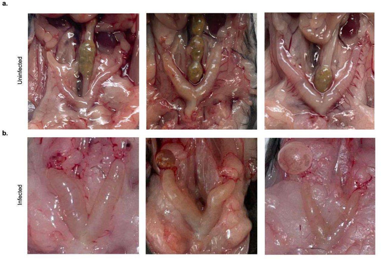 Gross pathology of GFP-B. burgdorferi infected mice.Gross pathology images of murine female reproductive tracts from A) uninfected 12-month old B6 female mice compared to that of B) infected B6 mice 14-months post-intraperitoneal injection of 105 GFP-B. burgdorferi, infected at 3 months of age. N=3 of 4 uninfected and N=3 of 9 infected shown.