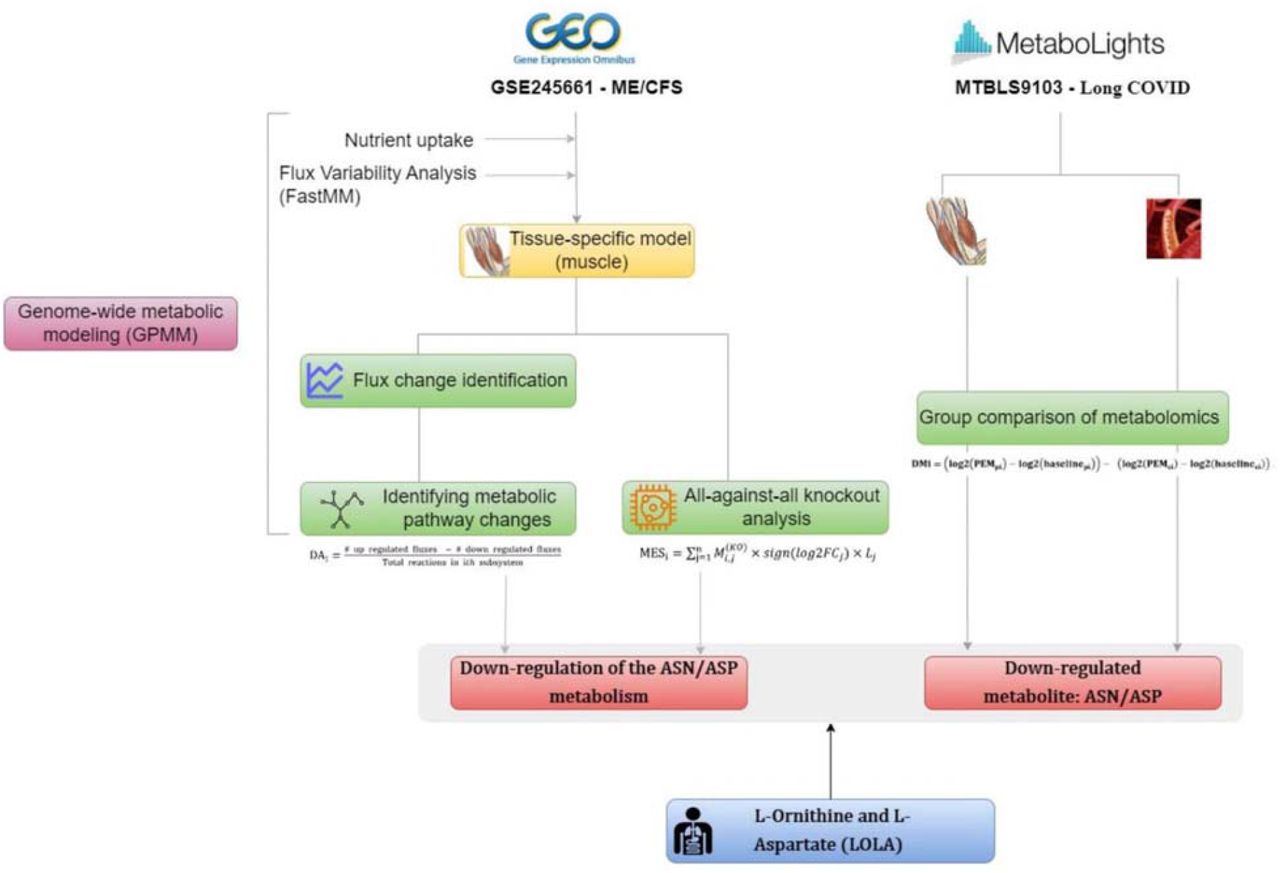 The workflow of Genome-Wide metabolic modeling (GPMM) and Metabolomics leading to target identification for ME/CFS and Long COVID. The left panel showed GPMM process using transcriptomic data of muscle tissues from an ME/CFS study, GSE245661. The right panel showed the data analytics process of metabolomics data from a Long COVID study, MTBLS9103. Both processes identified ASN/ASP metabolism as the most down-regulated pathway, resulting in the finding of LOLA as a potential treatment candidate for both diseases.