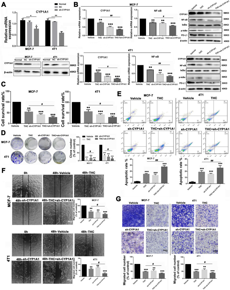 Effects of CYP1A1 knockdown on THC anti-breast cancer. A After synthesis of CYP1A1 knock-down plasmid, MCF-7 and 4T1 cancer cells were transfected with Lipo2000. Changes of mRNA expression levels of CYP1A1 in MCF-7 and 4T1 were mesasured. B The MCF-7 and 4T1 cancer cells were divided into four groups: Vehicle, THC (80 μM, sh-CYP1A1 and sh-CYP1A1 + THC(80 μM). The expression of CYP1A1, NF-κB associated protein and PD-L1 in each group were measured by RT–PCR and WB experiments. C CCK8 assay was used to analyze the effect of transfection of knock-down plasmid on the cytotoxicity of MCF-7 and 4T1 cancer cells. D The effect of transfection of knock-down plasmid on the clonogenesis of breast cancer cells was analyzed. E The effect of THC on apoptosis of breast cancer cells transfected with knock-down plasmid was using the Annexin V/PI dual-labeling technique, and determined by FCM. F The effect of THC on breast cancer cell metastasis after transfection with knock-down plasmid was analyzed by scratch assay. G Transwell assay was used to analyze the effect of THC on invasion of breast cancer cells after transfection with knock-down plasmid. Data are expressed as means ± SD from three experiments. (*P < 0.05; **P < 0.01; ***P < 0.001, compared to control; #P < 0.05, ##P < 0.01, compared to THC)