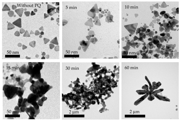 TEM images of TSNP aggregation induced by the combination with 10−4 M PQ for various mixing durations.