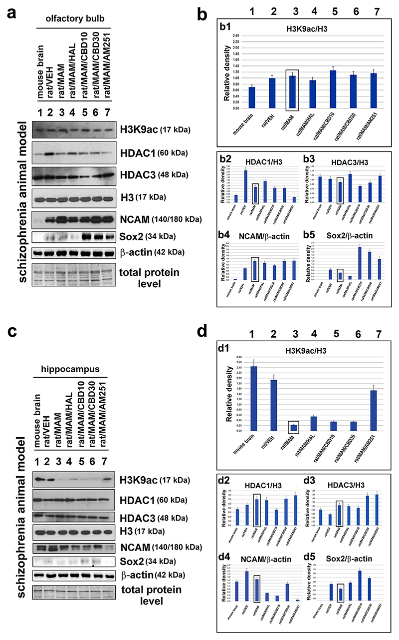 The epigenetics of the olfactory bulb and the hippocampus in control and schizophrenia-like rats. Schizophrenia was pharmacologically induced, and the resulting schizophrenia-like rats (labeled MAM) were treated with anti-psychotic drugs. The following proteins were studied using Western blot analysis: H3K9ac, HDAC1, HDAC3, total H3, NCAM, Sox2, and β-actin. The effects of the following anti-psychotic drugs were tested: haloperidol, cannabidiol CBD10, CBD30 (two doses), and AM251. Panel (a) shows the original Western blot data for samples that were isolated from the olfactory bulbs. The protein loading was based on identical levels of total proteins. The quantification was performed using ImageJ, and Western blot bands were normalized to the total histone H3 levels (or to β-actin for the neural markers), as shown in panel (b) for (b1) H3K9ac, (b2) HDAC1, (b3) HDAC3, (b4) NCAM, and (b5) Sox2. The Sox2 level was normalized not only to the level of β-actin but also to the total protein level used for Western blot loading. After data normalization, the Sox2 level was decreased in the MAM samples compared to physiological brains. Panel (c) shows the original Western blot data for samples that were isolated from the hippocampi of the examined rats. (d) The quantification of levels of (d1) H3K9ac, (d2) HDAC1, (d3) HDAC3, (d4) NCAM, and (d5) Sox2. The analysis was performed using normal mouse and rat brains and brains explanted from schizophrenia-like rats that were treated with haloperidol, cannabidiol, CBD10/30 and AM251. For each Western blot lysate, we used one OB and one hippocampal region. The analysis was performed using three biological replicates