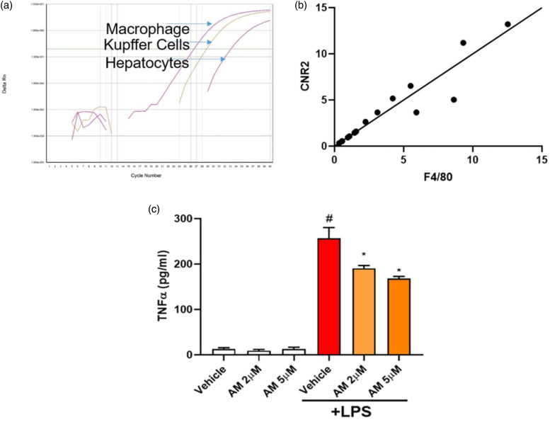 Cannabinoid type II receptor expression and the effects of AM1241 on Kupffer cell activation from mice. (a) Representative amplification plot from real-time PCR of cannabinoid type II receptor expression in macrophage, Kupffer cell and hepatocytes from mice. (b) Correlation analyses of F4/80 and cannabinoid type II receptor gene expression in liver from control and ConA-treated mice. (c) TNF-α level measured by Quantikine kit (R&D, USA) from cell culture supernatant from isolated Kupffer cell from control mice with or without LPS (#p < 0.05 for LPS group versus Vehicle; *p < 0.05 for AM1241 groups versus Vehicle+LPS).