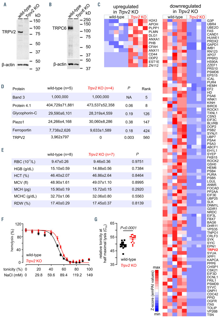 TRPV2 protein in mouse red blood cells. (A, B) Western blot of wild-type, Trpv2 knockout (KO) (A) and Trpc6 KO (B) red blood cell (RBC) proteins, using antibodies against mouse TRPV2, TRPC6 and b-actin. (C) Semi-quantitative analysis of differentially expressed proteins identified by mass spectrometry in wildtype and Trpv2 KO RBC lysates. Up- and down-regulated proteins were identified based on at least 2-fold changes with a P-value <0.05, calculated by an unpaired two-tailed Student t test. The heatmap shows the Z-scores of the exponentially modified protein abundance index (emPAI) values of mass spectrometry measurements of five independent wild-type and four independent Trpv2 KO samples. (D) Relative abundance of the TRPV2 protein compared to that of the 1,450 proteins identified in mouse erythrocyte membrane fractions. Rank represents the order of the identified protein obtained by spectral counting with the P-value calculated by an unpaired Student t test. NA, not applicable. (E) Hematologic parameters of the blood from wild-type and Trpv2 KO. RBC: red blood cell; HGB: hemoglobin; HCT: hematocrit; MCV: mean corpuscular volume; MCH: mean corpuscular hemoglobin; MCHC: mean corpuscular hemoglobin concentration; RDW: red cell distribution width with P-value calculated by an unpaired two-tailed Student t test. (F) Hemolysis (%) of RBC collected from wild-type (black) and Trpv2 KO mice (red) in buffer A (149 mM NaCl, 2 mM CaCl2, 4 mM KCl, 2 mM HEPES, pH7.4), diluted 26-fold in buffer B (0-149 mM NaCl, 2 mM HEPES, pH 7.4) as indicated; extracellular [Ca2+] was kept at ~76 mM. (G) Tonicity at which 50% lysis occurred (C50), calculated by sigmoidal fitting from experiments in (F). Single values and mean ± standard error of mean from five independent experiments performed in triplicate are shown with the P-value calculated by an unpaired twotailed Student t test.