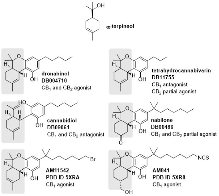 Chemical structures of α-terpineol and cannabinoid receptor ligands. Similar moieties among the structures are highlighted in gray. For each ligand, its DrugBank code and receptor intrinsic activity is given. AM11542 and AM841 are the co-crystallized agonists in Protein Data Bank complexes 5XRA and 5XR8, respectively.
